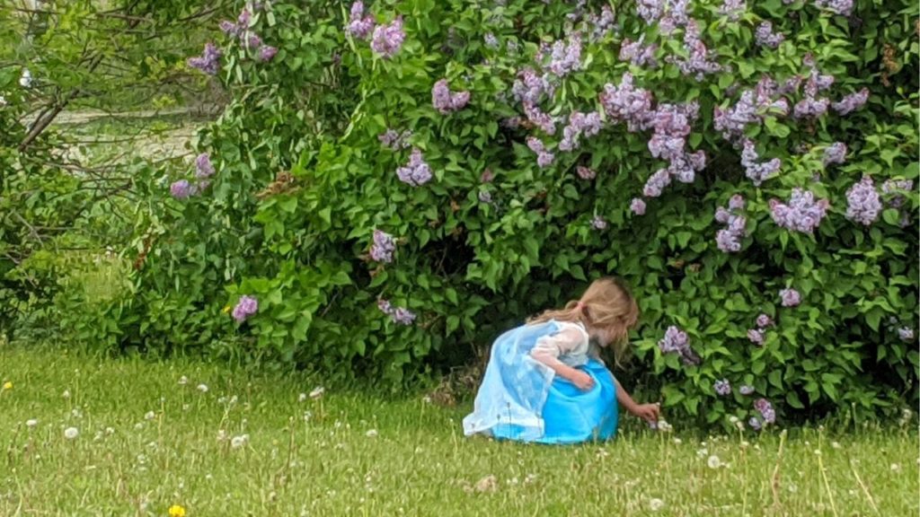 photo of my preschooler in her elsa dress picking lilacs