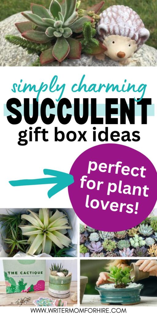 succulents; text that reads: simply charming succulent gift box ideas: perfect for plant lovers!