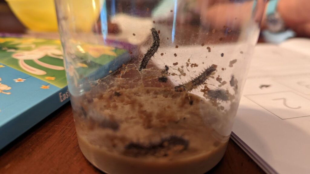 caterpillars in a cup