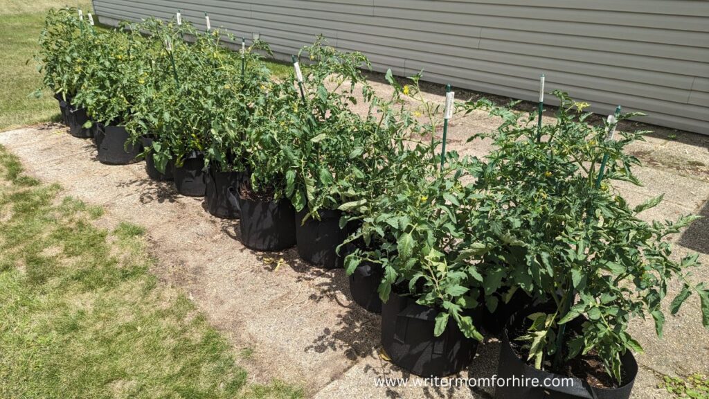 tomatoes that I grew in fabric pots