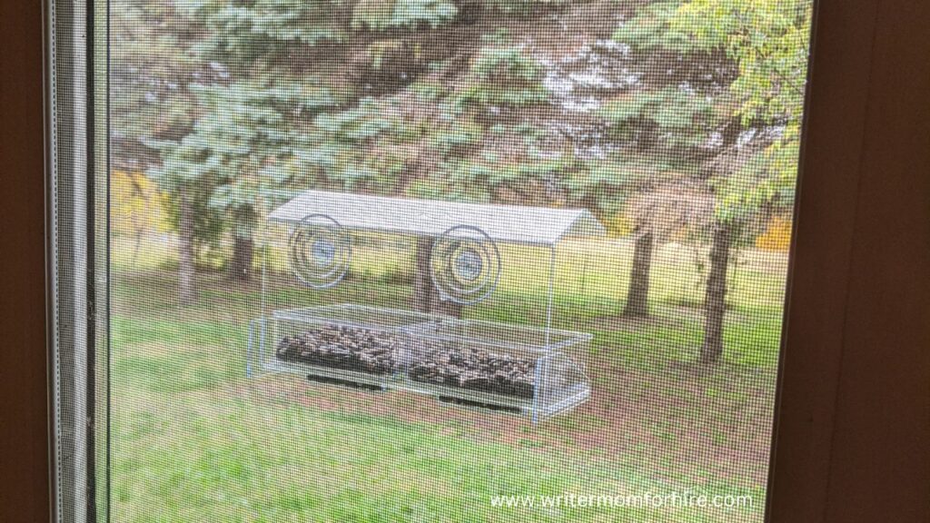 window bird feeder for bird watching